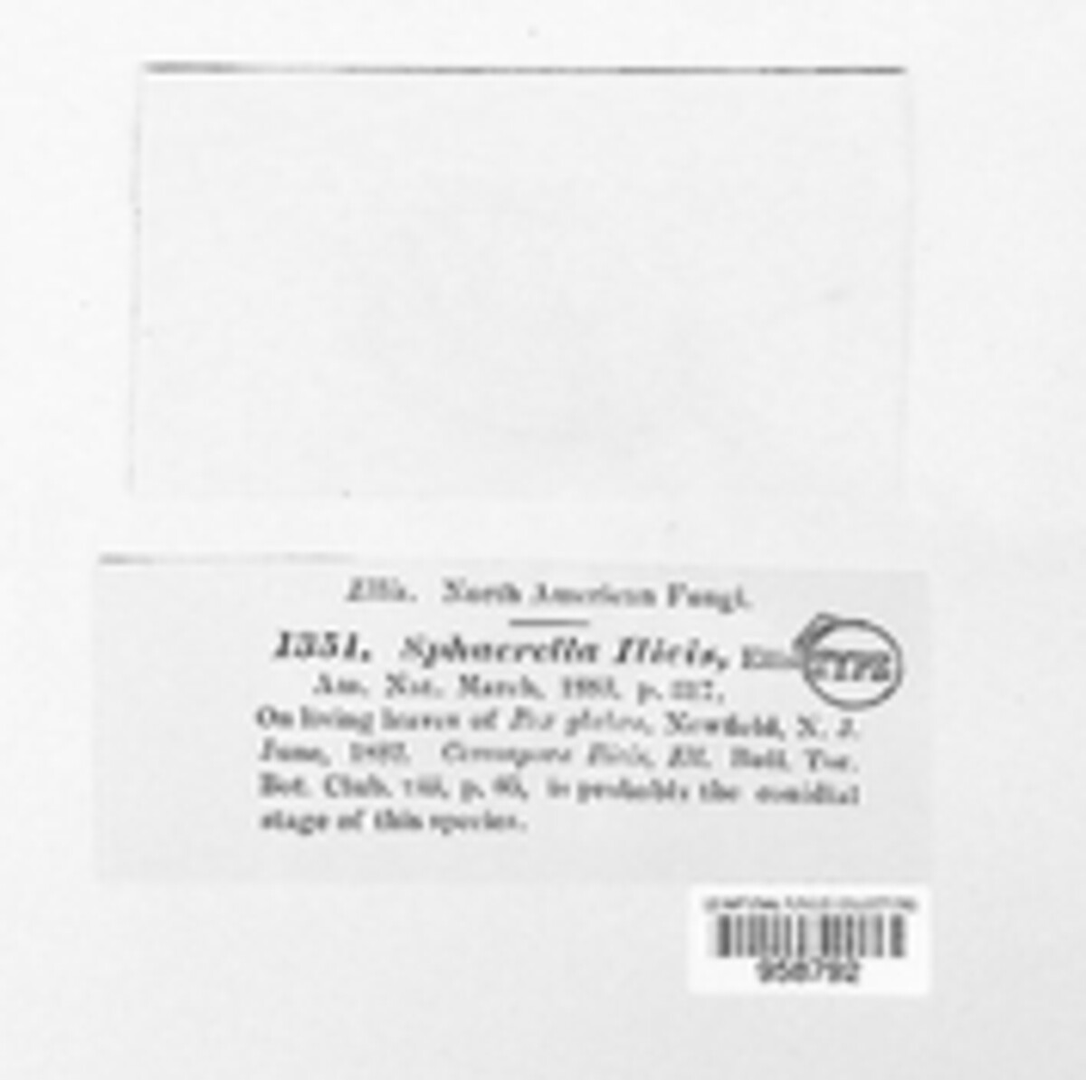Sphaerella ilicis image